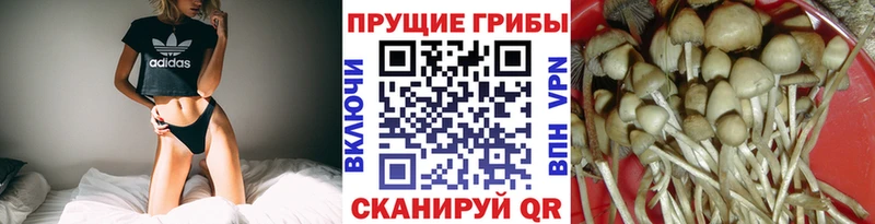 Псилоцибиновые грибы Psilocybe  Дигора 